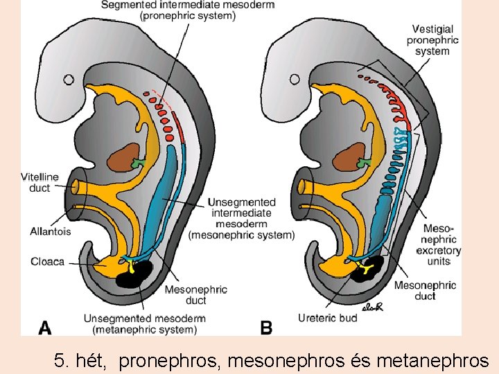 5. hét, pronephros, mesonephros és metanephros 