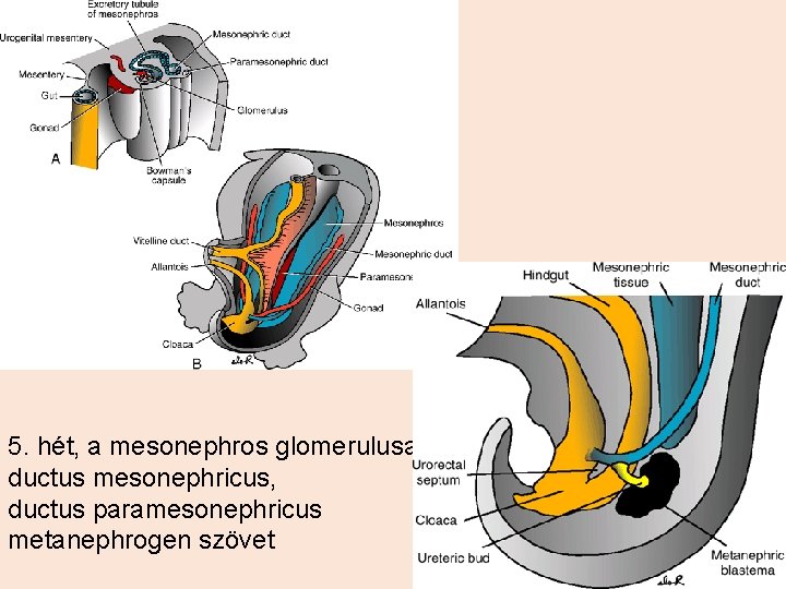 5. hét, a mesonephros glomerulusa, ductus mesonephricus, ductus paramesonephricus metanephrogen szövet 