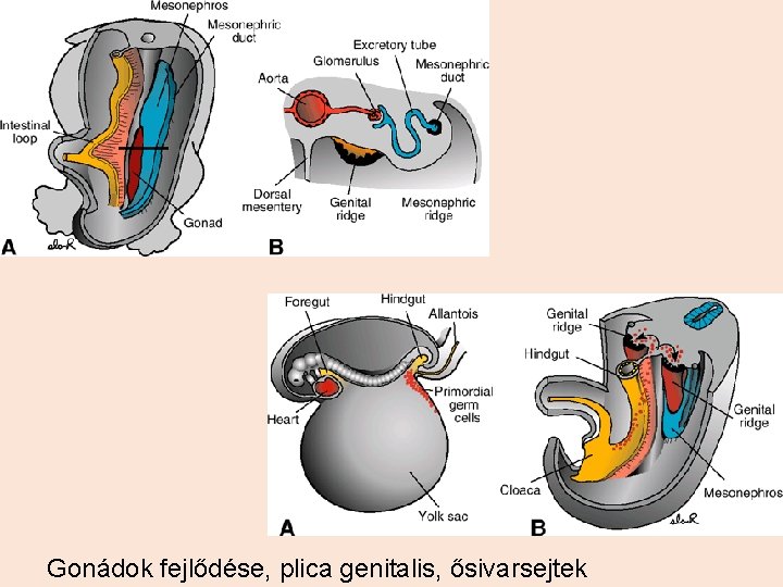 Gonádok fejlődése, plica genitalis, ősivarsejtek 