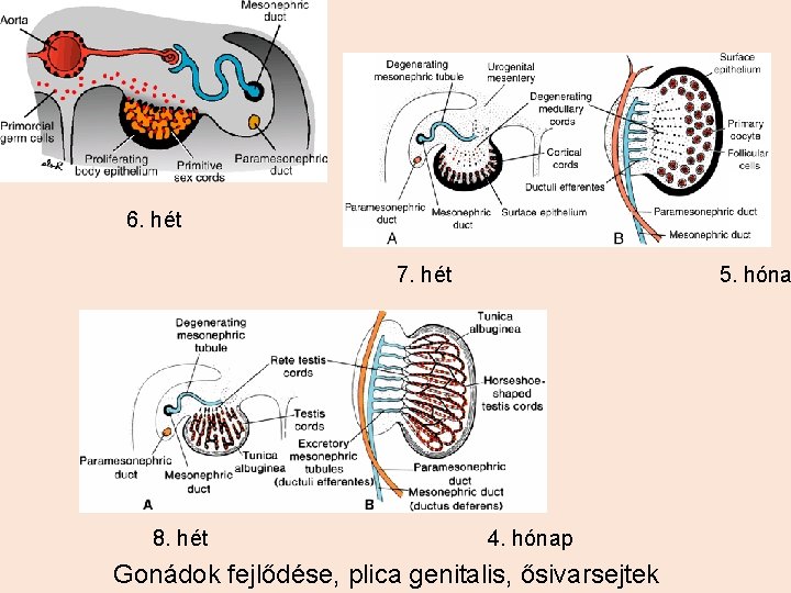 6. hét 7. hét 8. hét 5. hóna 4. hónap Gonádok fejlődése, plica genitalis,