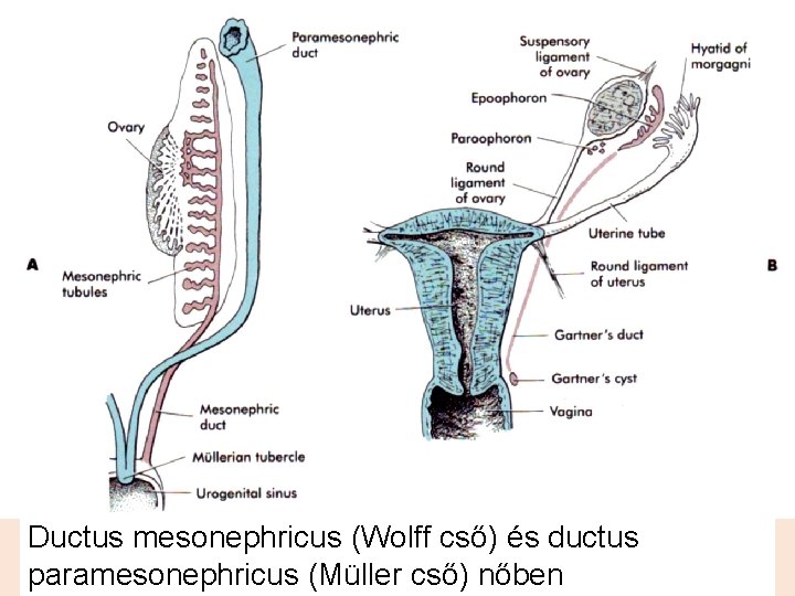 Ductus mesonephricus (Wolff cső) és ductus paramesonephricus (Müller cső) nőben 