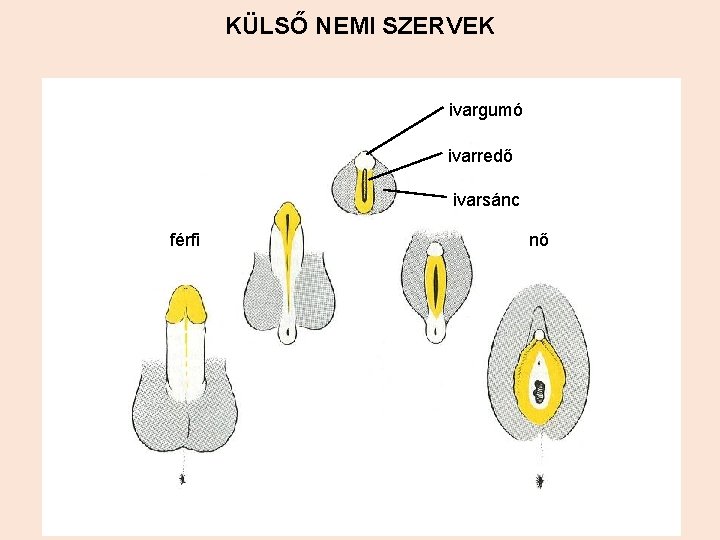 KÜLSŐ NEMI SZERVEK ivargumó ivarredő ivarsánc férfi nő 