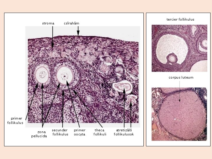 stroma tercier follikulus csírahám corpus luteum primer follikulus zona pellucida secunder follikulus primer oocyta