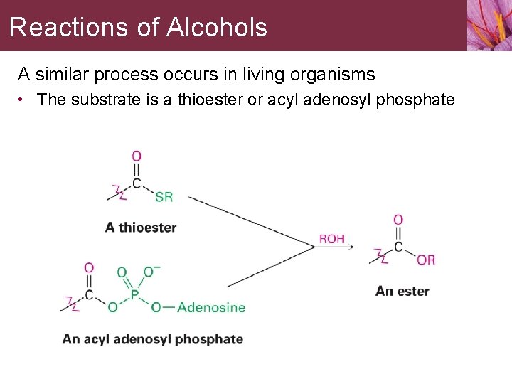 Reactions of Alcohols A similar process occurs in living organisms • The substrate is