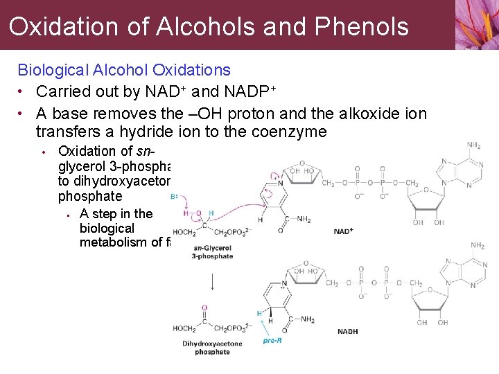 Oxidation of Alcohols and Phenols Biological Alcohol Oxidations • Carried out by NAD+ and