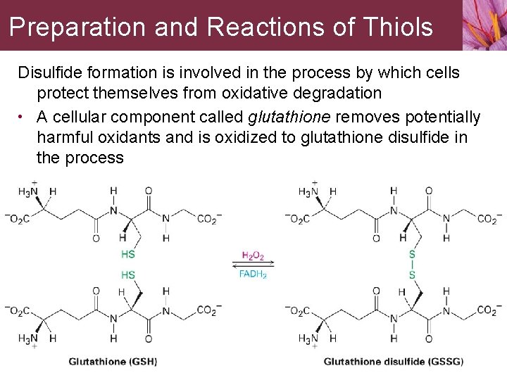 Preparation and Reactions of Thiols Disulfide formation is involved in the process by which