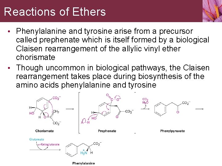 Reactions of Ethers • Phenylalanine and tyrosine arise from a precursor called prephenate which