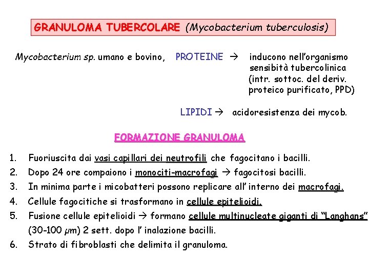 GRANULOMA TUBERCOLARE (Mycobacterium tuberculosis) Mycobacterium sp. umano e bovino, PROTEINE inducono nell’organismo sensibità tubercolinica