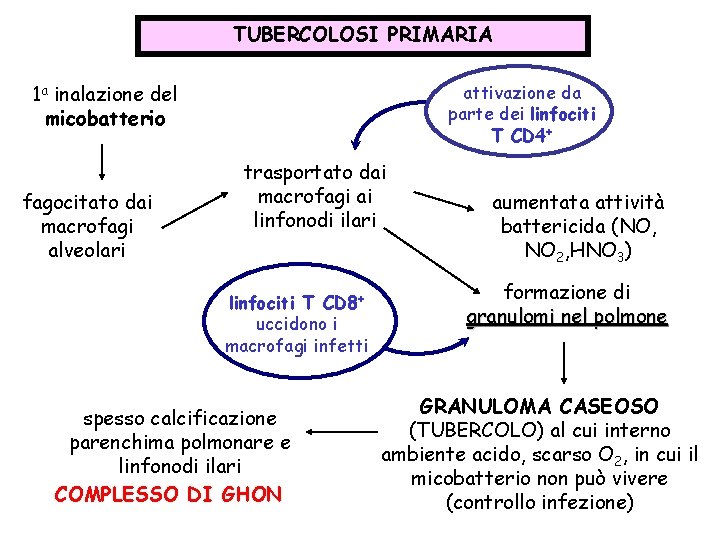 TUBERCOLOSI PRIMARIA 1 a inalazione del micobatterio fagocitato dai macrofagi alveolari attivazione da parte