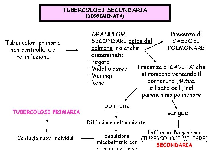 TUBERCOLOSI SECONDARIA (DISSEMINATA) Tubercolosi primaria non controllata o re-infezione TUBERCOLOSI PRIMARIA - GRANULOMI Presenza