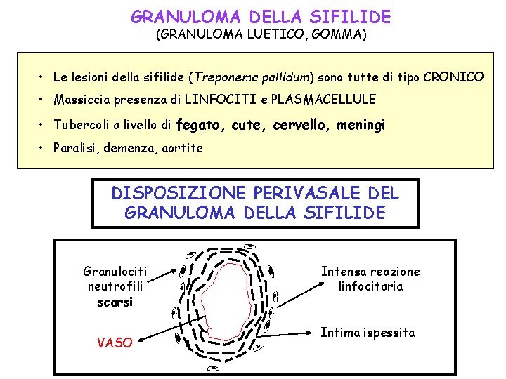 GRANULOMA DELLA SIFILIDE (GRANULOMA LUETICO, GOMMA) • Le lesioni della sifilide (Treponema pallidum) sono