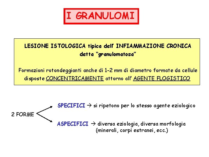 I GRANULOMI LESIONE ISTOLOGICA tipica dell’ INFIAMMAZIONE CRONICA detta “granulomatosa” Formazioni rotondeggianti anche di I GRANULOMI LESIONE ISTOLOGICA tipica dell’ INFIAMMAZIONE CRONICA detta “granulomatosa” Formazioni rotondeggianti anche di
