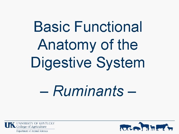 Basic Functional Anatomy of the Digestive System – Ruminants – 