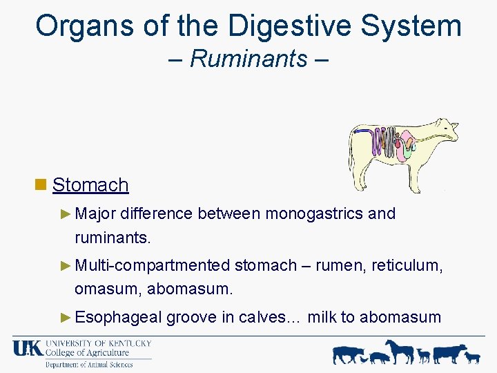 Organs of the Digestive System – Ruminants – n Stomach ► Major difference between