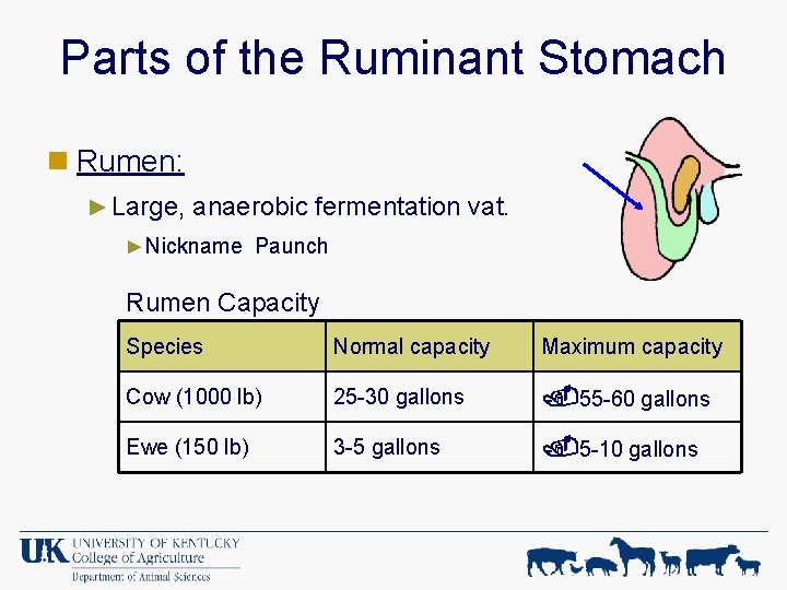 Parts of the Ruminant Stomach n Rumen: ► Large, anaerobic fermentation vat. ► Nickname