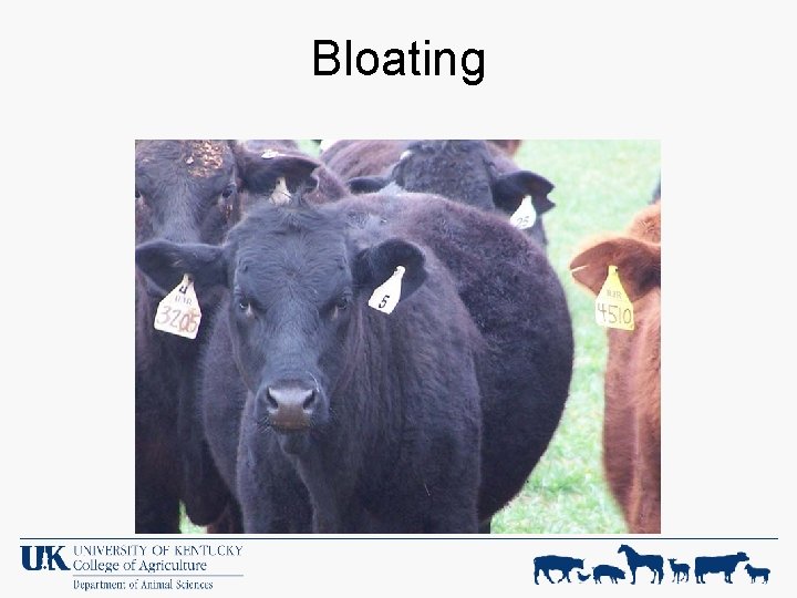 Bloating 