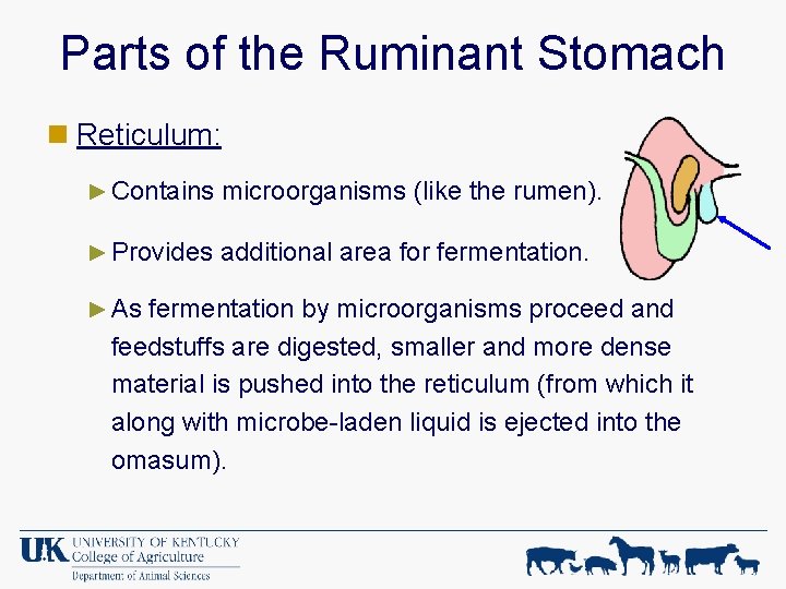 Parts of the Ruminant Stomach n Reticulum: ► Contains microorganisms (like the rumen). ►
