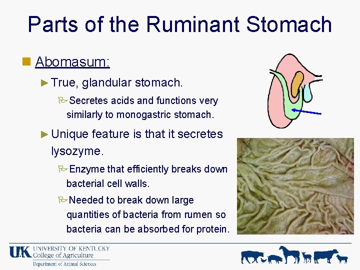 Parts of the Ruminant Stomach n Abomasum: ► True, glandular stomach. PSecretes acids and