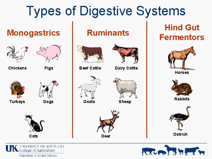 Types of Digestive Systems Monogastrics Ruminants Chickens Pigs Beef Cattle Turkeys Dogs Goats Cats