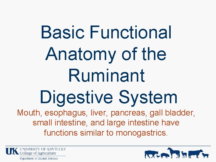 Basic Functional Anatomy of the Ruminant Digestive System Mouth, esophagus, liver, pancreas, gall bladder,
