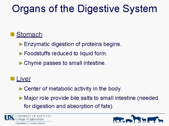 Organs of the Digestive System n Stomach ► Enzymatic digestion of proteins begins. ►