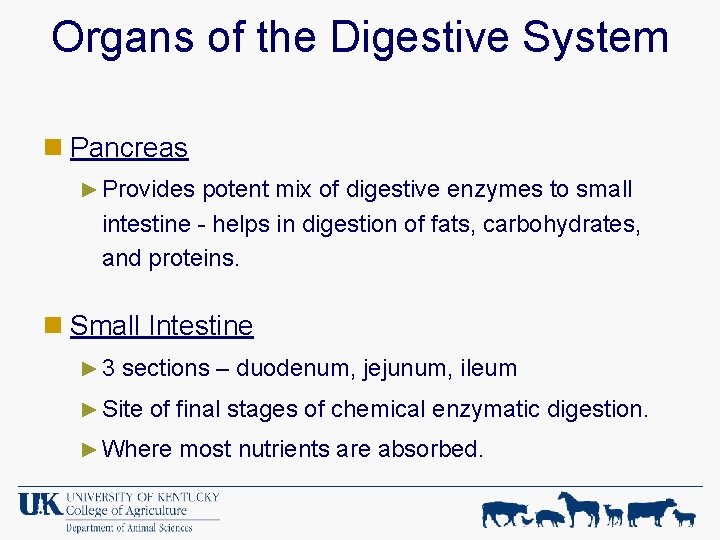 Organs of the Digestive System n Pancreas ► Provides potent mix of digestive enzymes