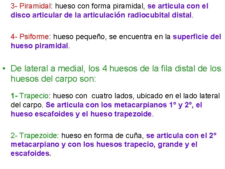 3 - Piramidal: hueso con forma piramidal, se articula con el disco articular de 3 - Piramidal: hueso con forma piramidal, se articula con el disco articular de