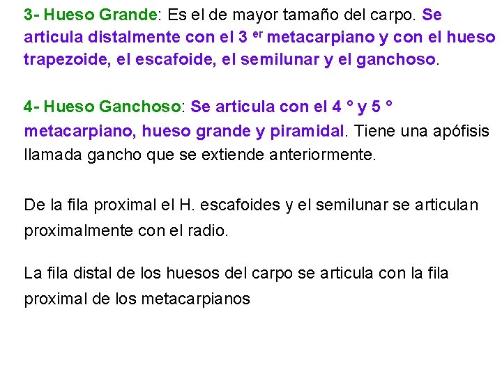 3 - Hueso Grande: Es el de mayor tamaño del carpo. Se articula distalmente 3 - Hueso Grande: Es el de mayor tamaño del carpo. Se articula distalmente