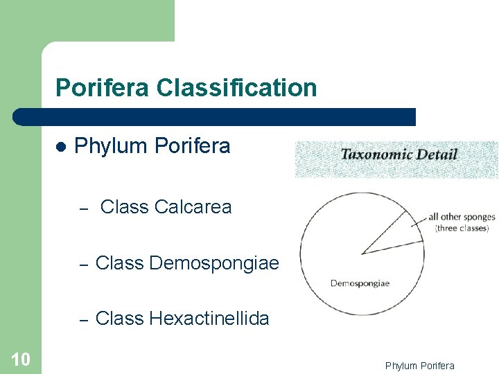 Porifera Classification l 10 Phylum Porifera – Class Calcarea – Class Demospongiae – Class