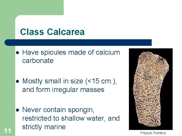 Class Calcarea 11 l Have spicules made of calcium carbonate l Mostly small in