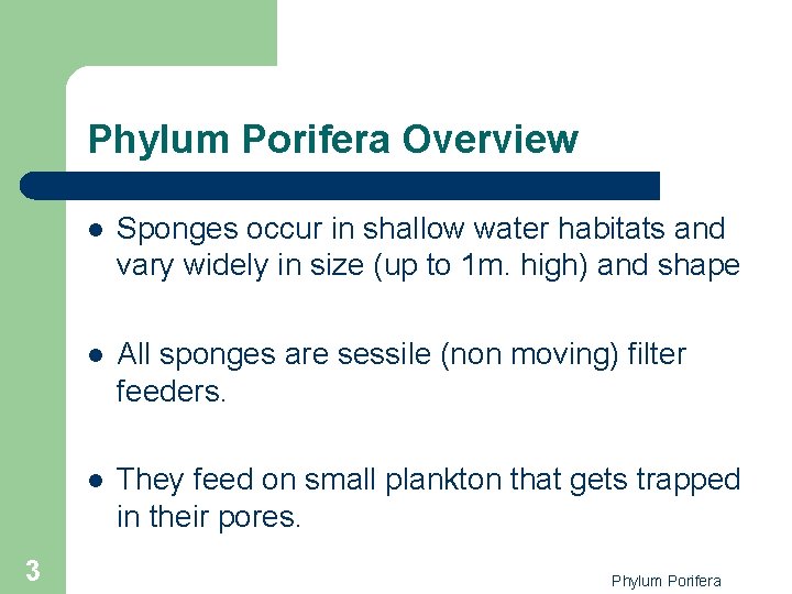 Phylum Porifera Overview 3 l Sponges occur in shallow water habitats and vary widely