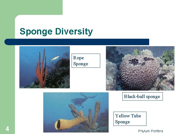 Sponge Diversity Rope Sponge Black-ball sponge Yellow Tube Sponge 4 Phylum Porifera 