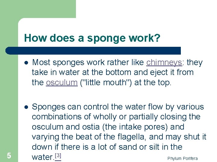 How does a sponge work? 5 l Most sponges work rather like chimneys: they