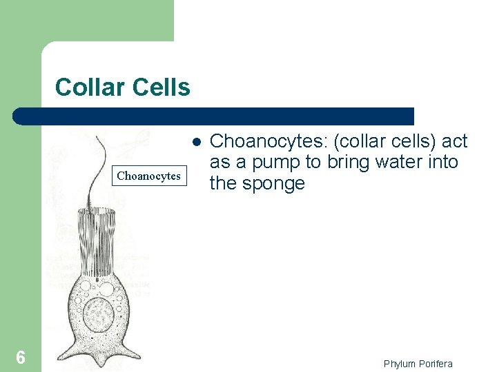 Collar Cells l Choanocytes 6 Choanocytes: (collar cells) act as a pump to bring