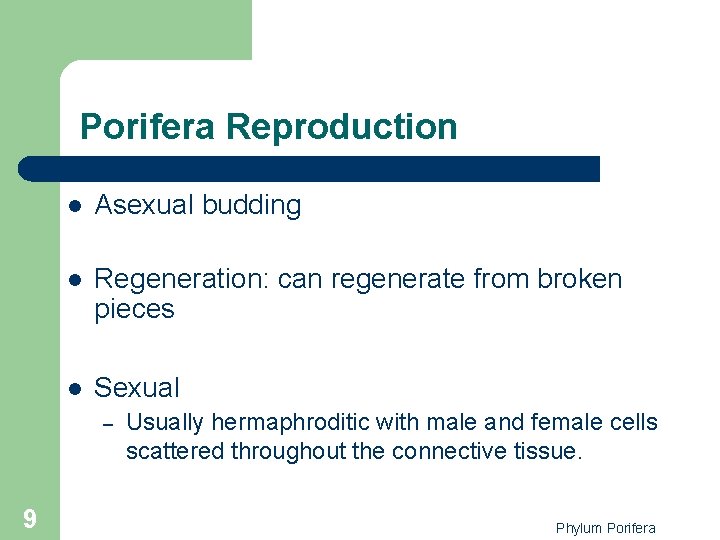 Porifera Reproduction l Asexual budding l Regeneration: can regenerate from broken pieces l Sexual