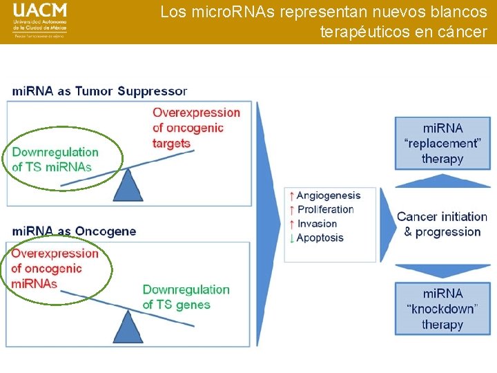 Los micro. RNAs representan nuevos blancos terapéuticos en cáncer 