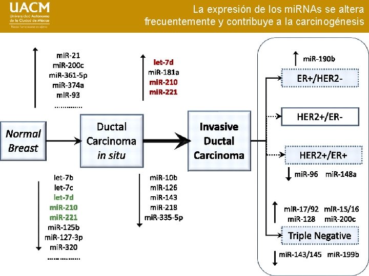 La expresión de los mi. RNAs se altera frecuentemente y contribuye a la carcinogénesis