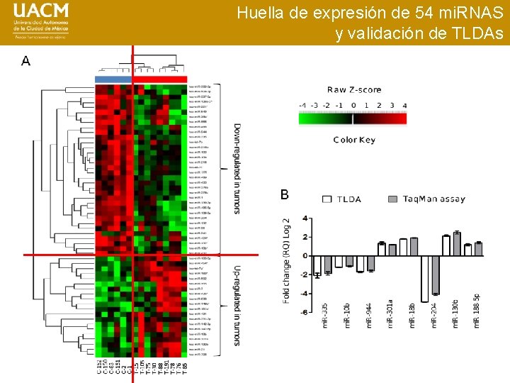 Huella de expresión de 54 mi. RNAS y validación de TLDAs 