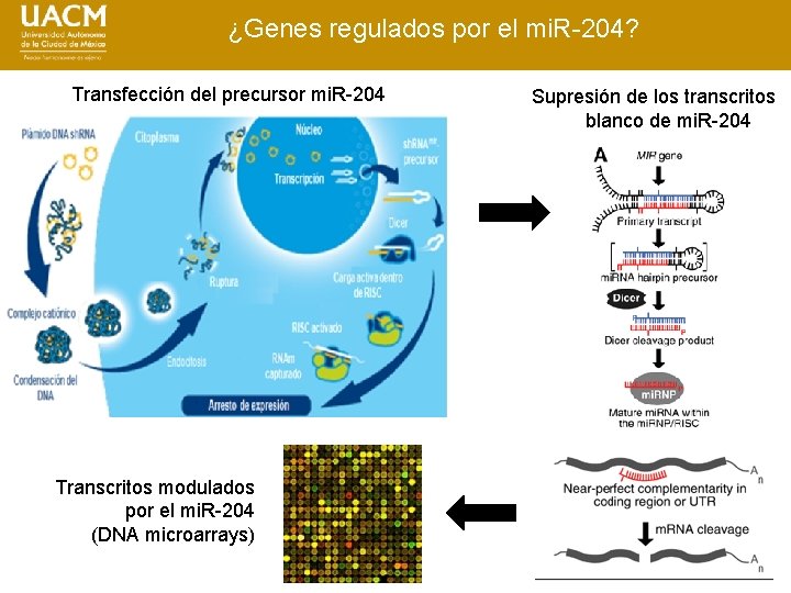 ¿Genes regulados por el mi. R-204? Transfección del precursor mi. R-204 Transcritos modulados por