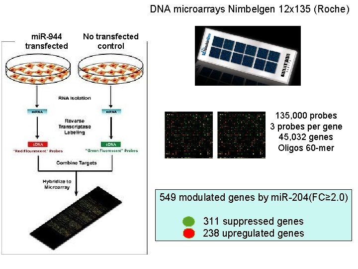 DNA microarrays Nimbelgen 12 x 135 (Roche) mi. R-944 transfected No transfected control 135,
