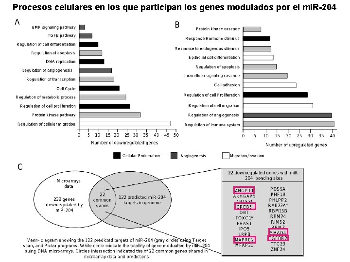 Procesos celulares en los que participan los genes modulados por el mi. R-204 