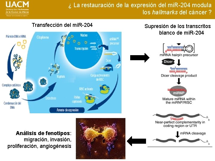 ¿ La restauración de la expresión del mi. R-204 modula los hallmarks del cáncer