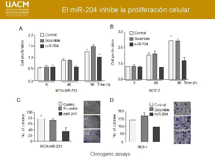 El mi. R-204 inhibe la proliferación celular Clonogenic assays 