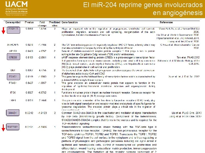 El mi. R-204 reprime genes involucrados en angiogénesis 