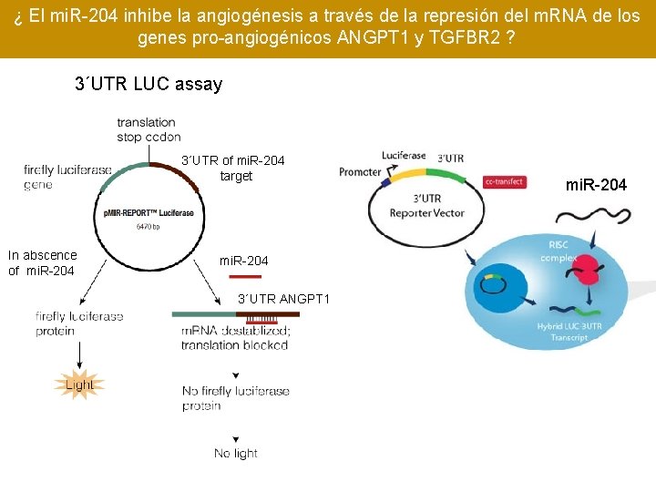 ¿ El mi. R-204 inhibe la angiogénesis a través de la represión del m.