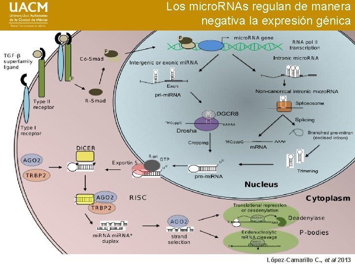 Los micro. RNAs regulan de manera negativa la expresión génica López-Camarillo C. , et
