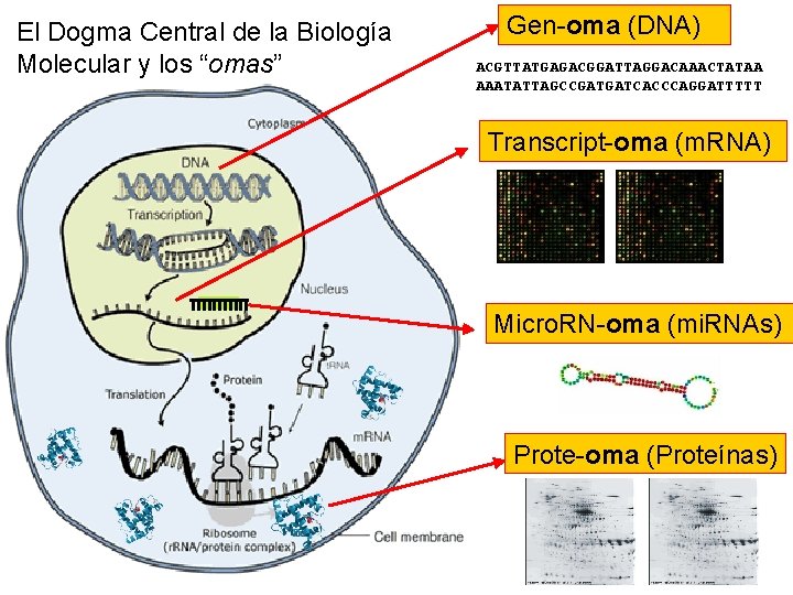 El Dogma Central de la Biología Molecular y los “omas” Gen-oma (DNA) ACGTTATGAGACGGATTAGGACAAACTATAA AAATATTAGCCGATGATCACCCAGGATTTTT