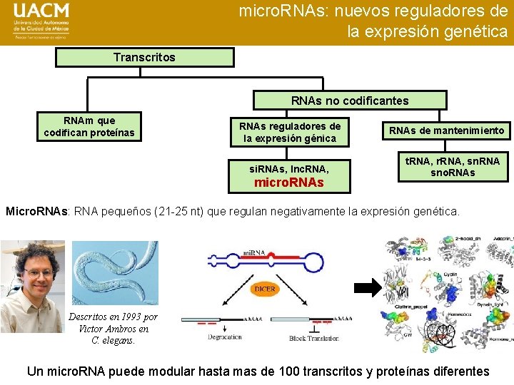 micro. RNAs: nuevos reguladores de la expresión genética Transcritos RNAs no codificantes RNAm que