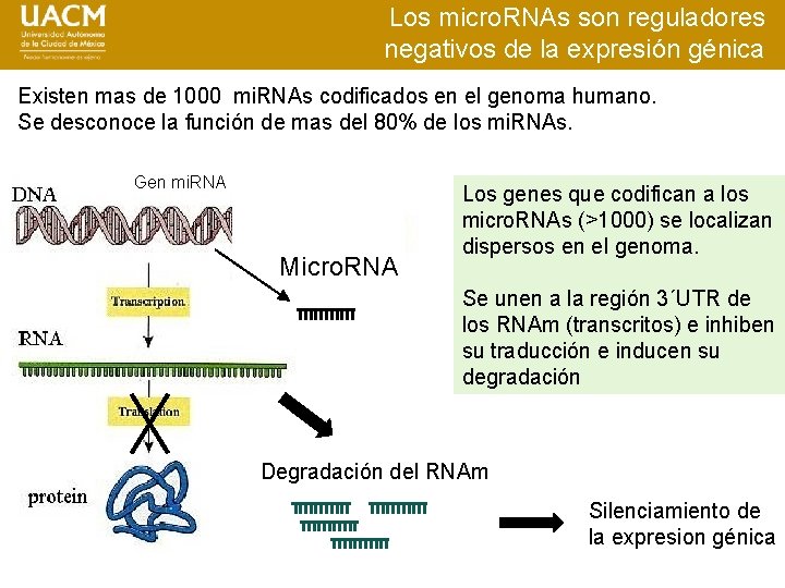 Los micro. RNAs son reguladores negativos de la expresión génica Existen mas de 1000