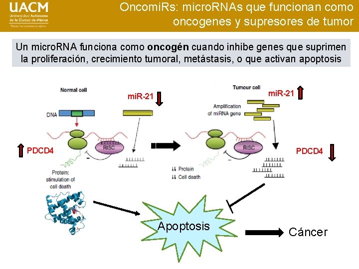 Oncomi. Rs: micro. RNAs que funcionan como oncogenes y supresores de tumor Un micro.